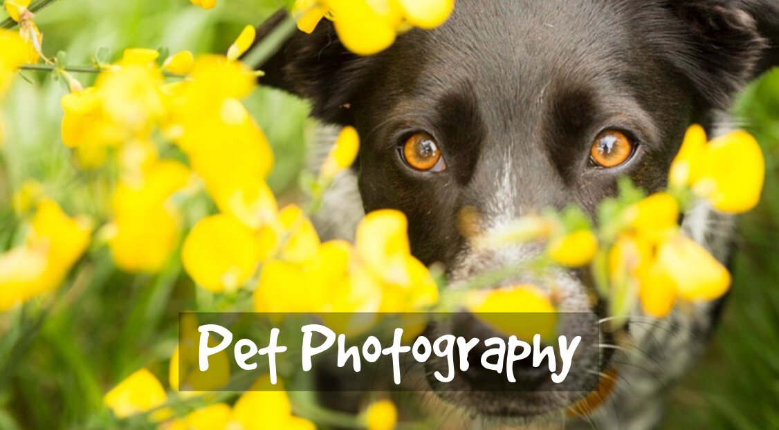 Services_pet_photography